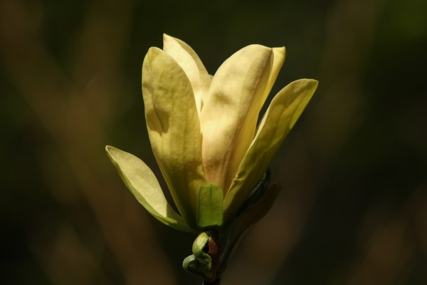 Yellow Magnolia by Deb Oppermann